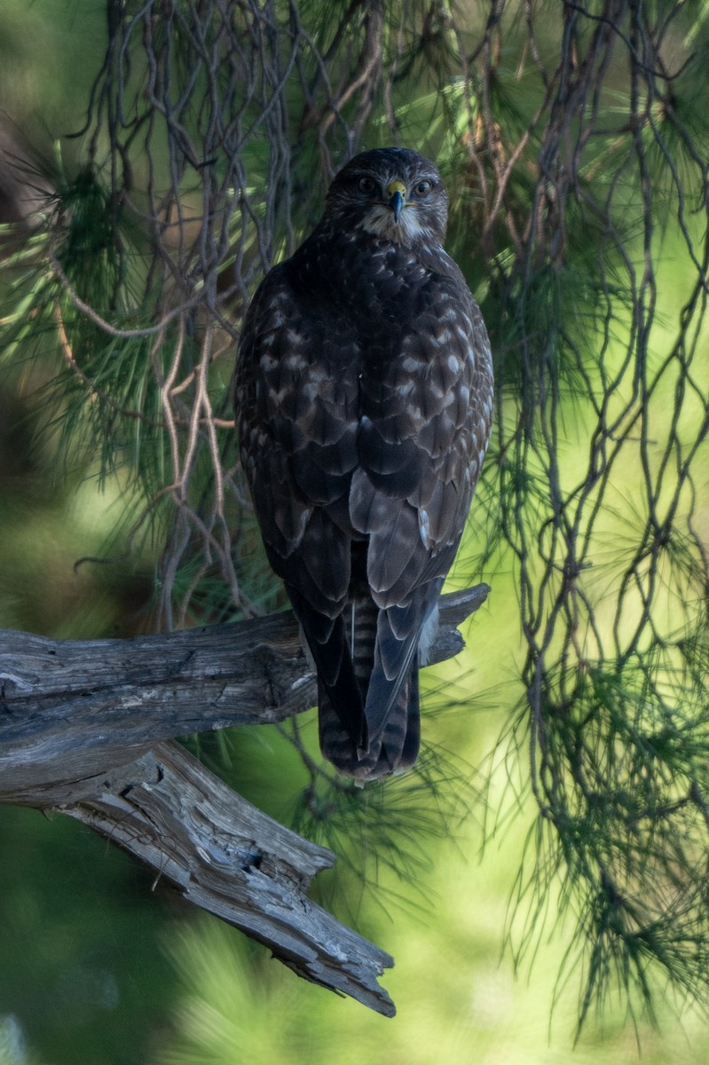 Common Buzzard - ML646531072
