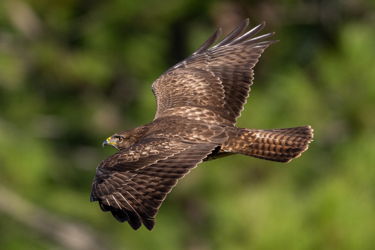 Common Buzzard - ML646531073