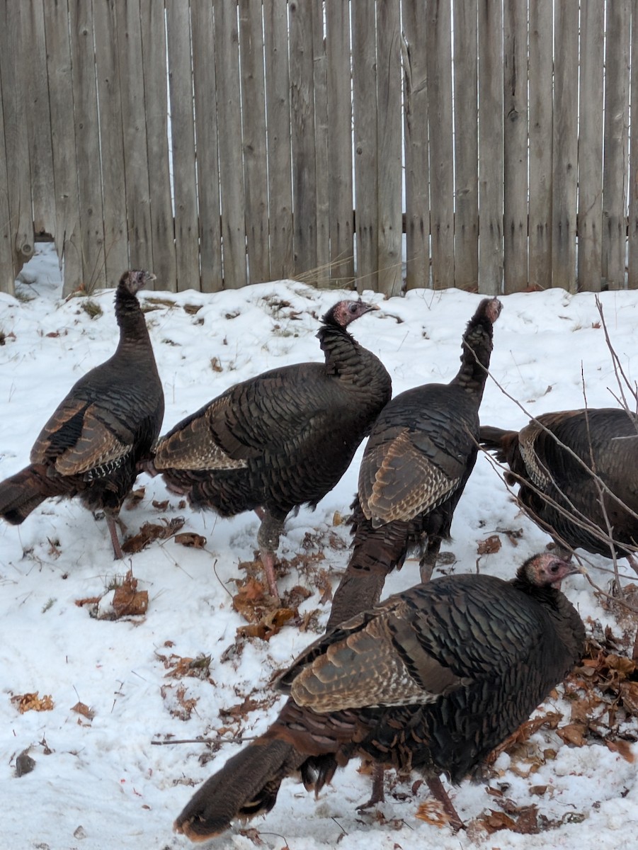 Wild Turkey - ML646531074