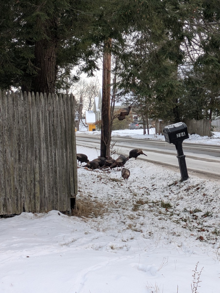 Wild Turkey - ML646531075