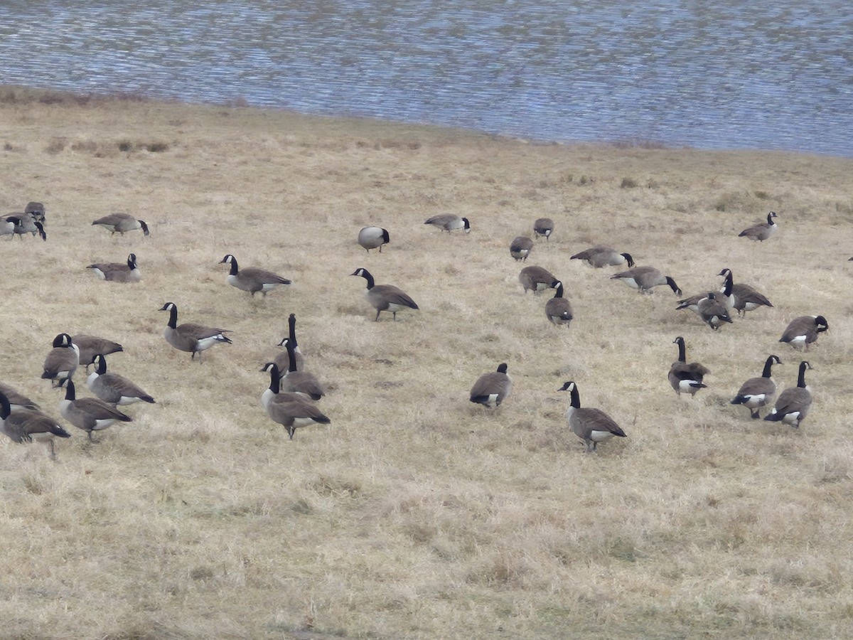 Canada Goose - ML646531078