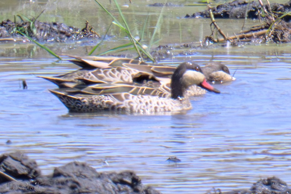 Red-billed Duck - ML646531079