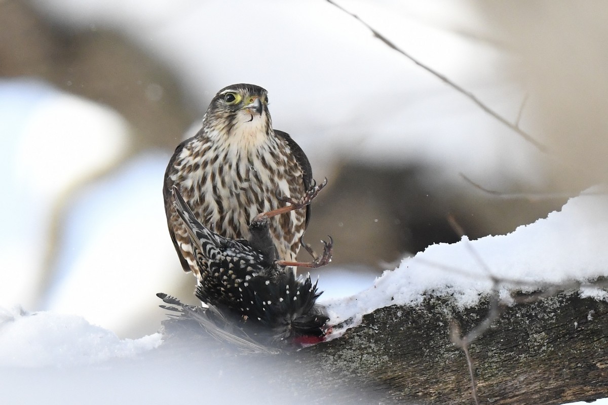 Хайргууна шонхор - ML646531082