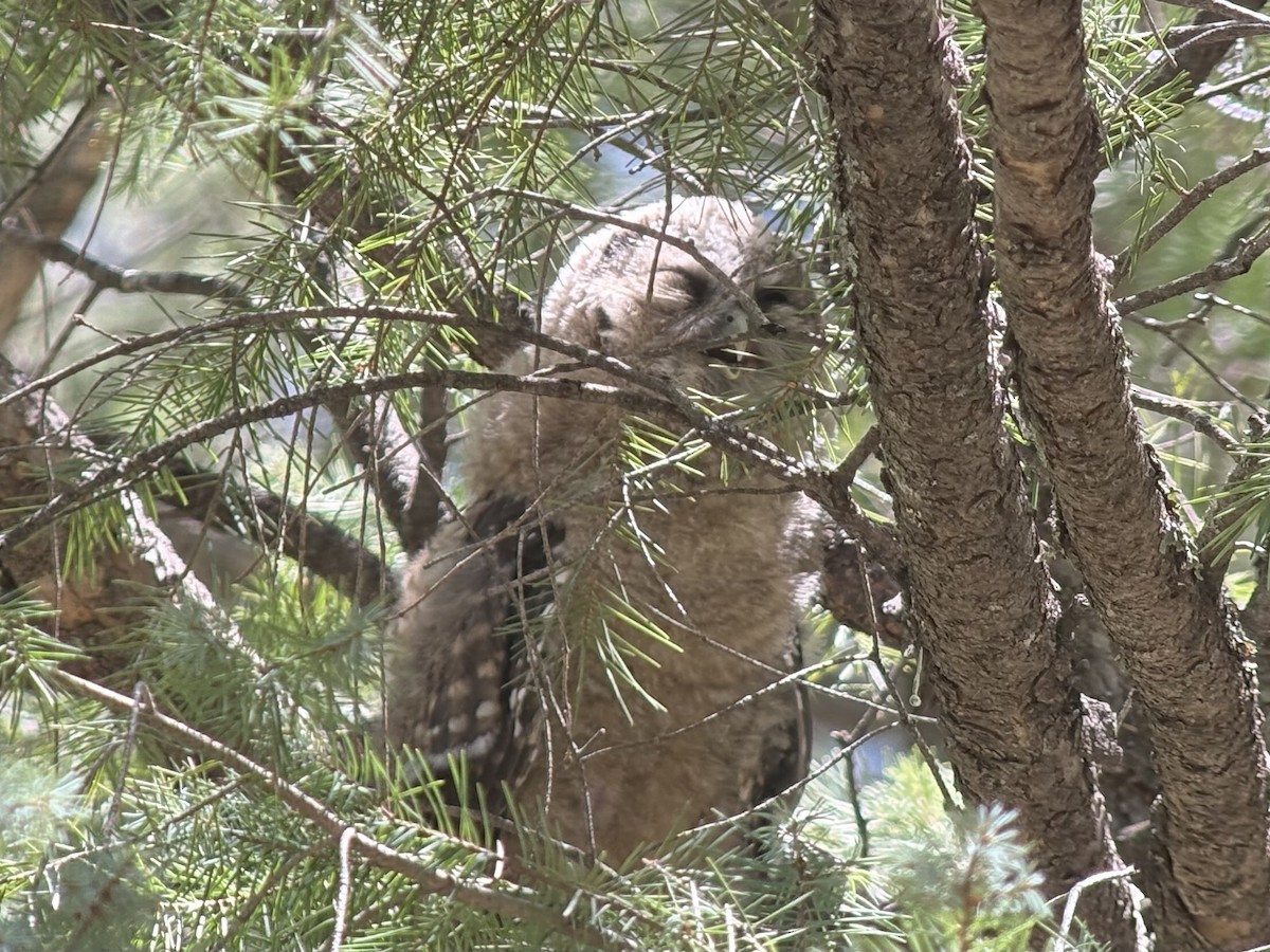 Сова плямиста (підвид lucida) - ML646531083