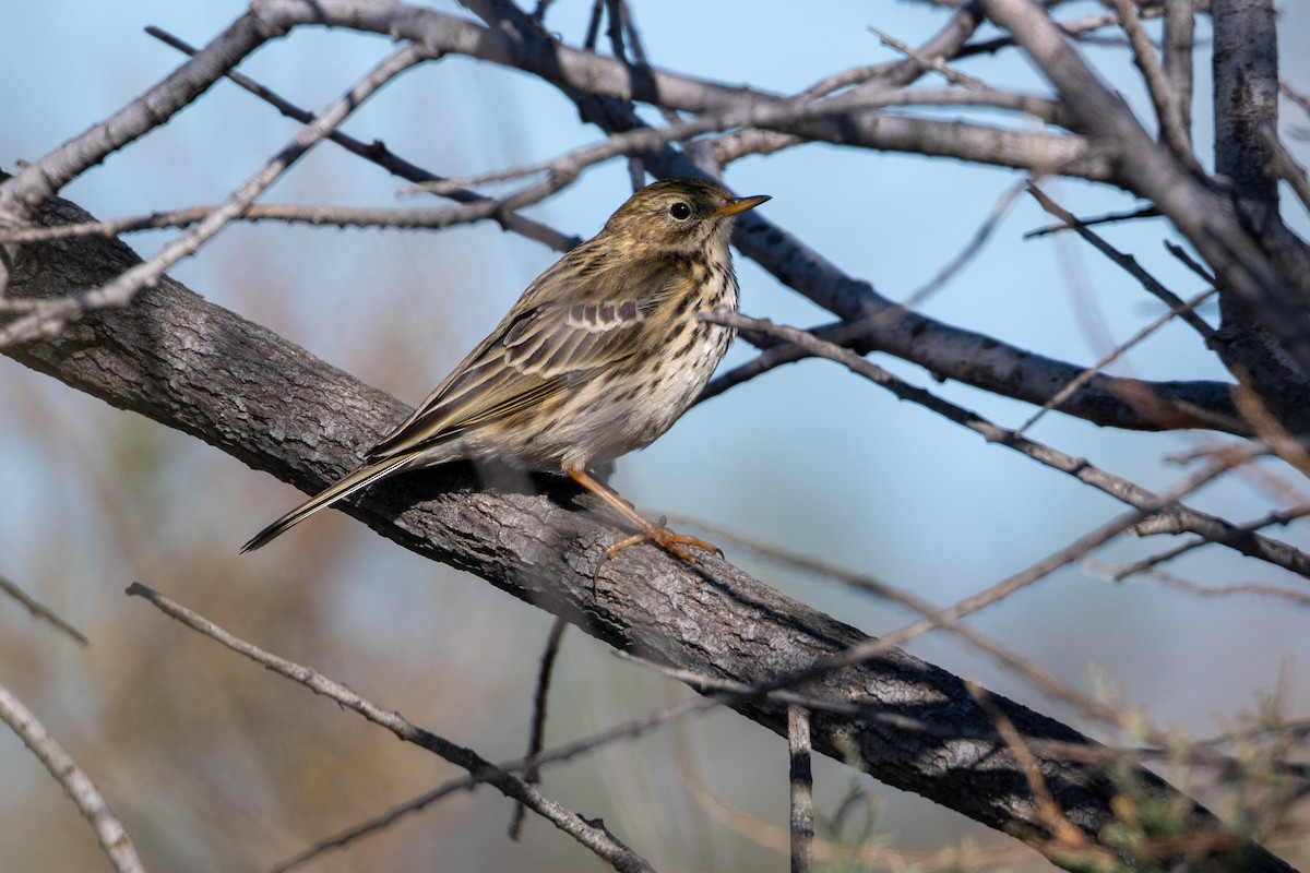 Meadow Pipit - ML646531084