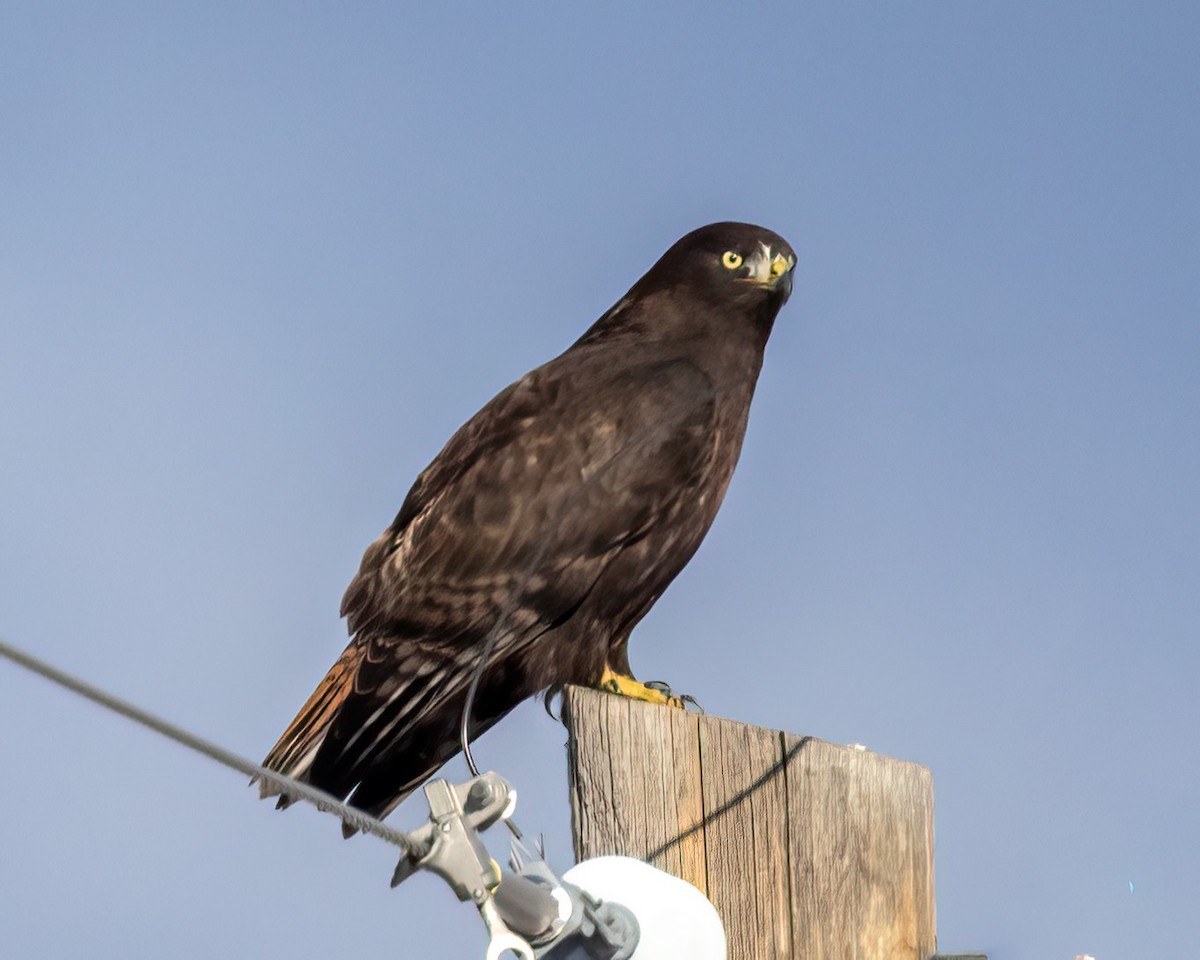 Kızıl Kuyruklu Şahin (harlani) - ML646531085