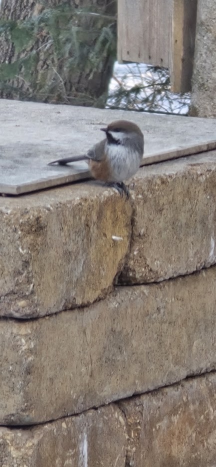 Boreal Chickadee - ML646531088