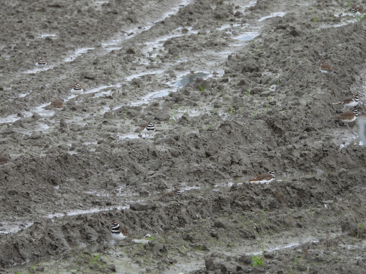 Killdeer - ML646531089