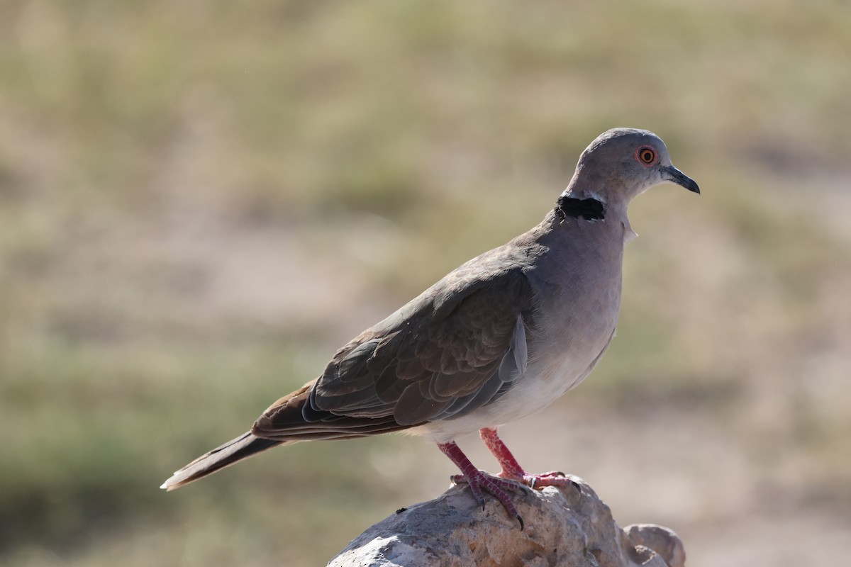 Mourning Collared-Dove - ML646531094