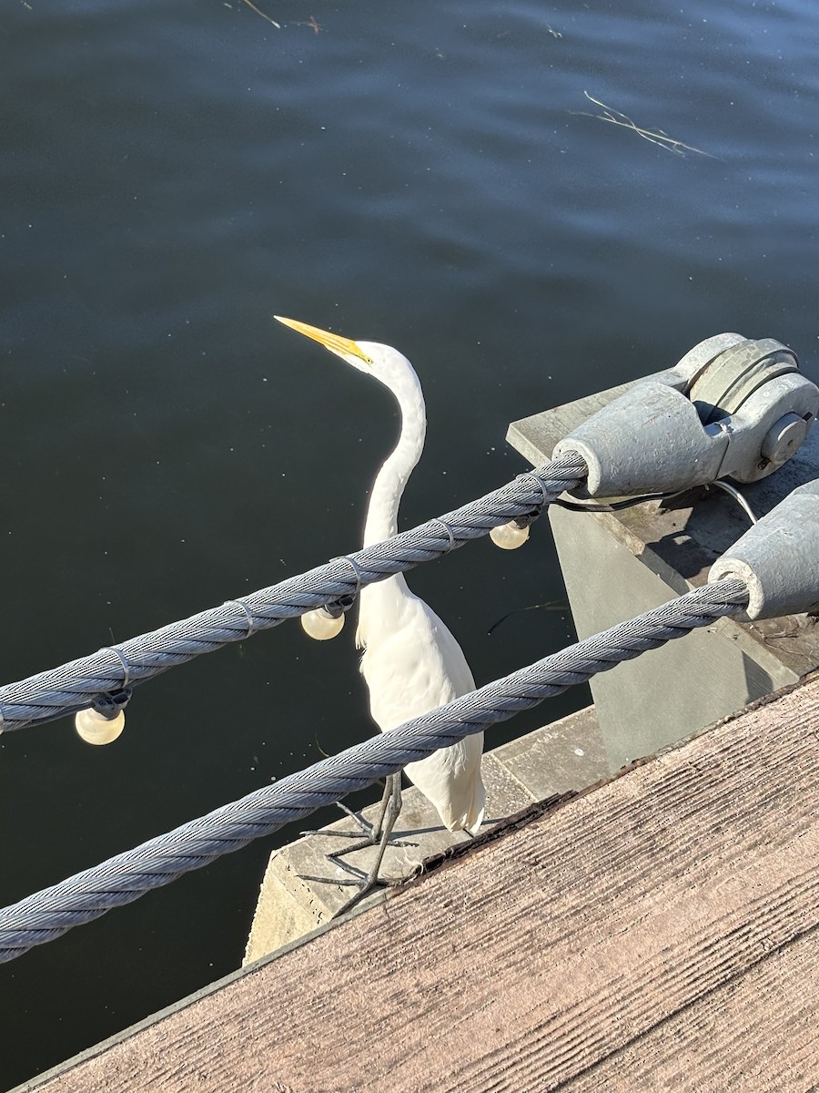Great Egret - ML646531095