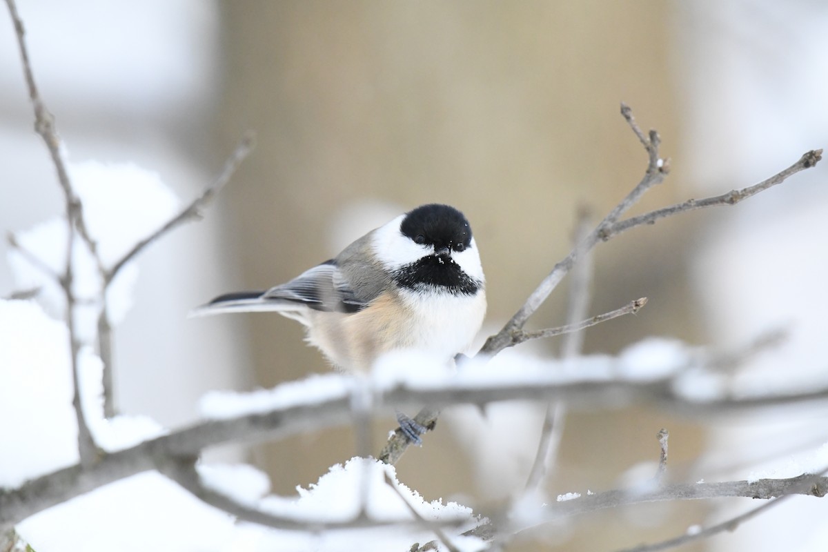 Black-capped Chickadee - ML646531096