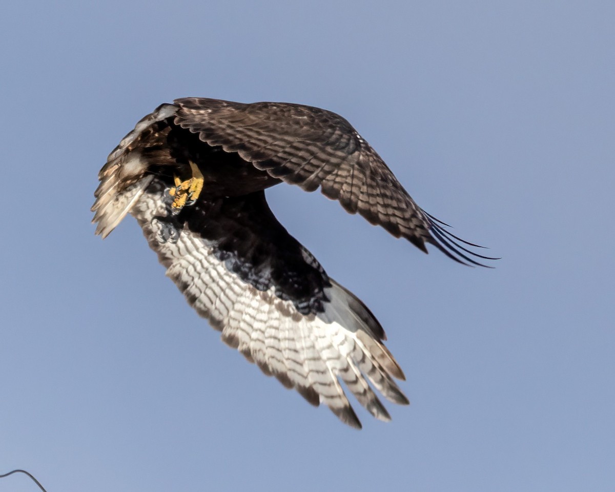 Kızıl Kuyruklu Şahin (harlani) - ML646531097