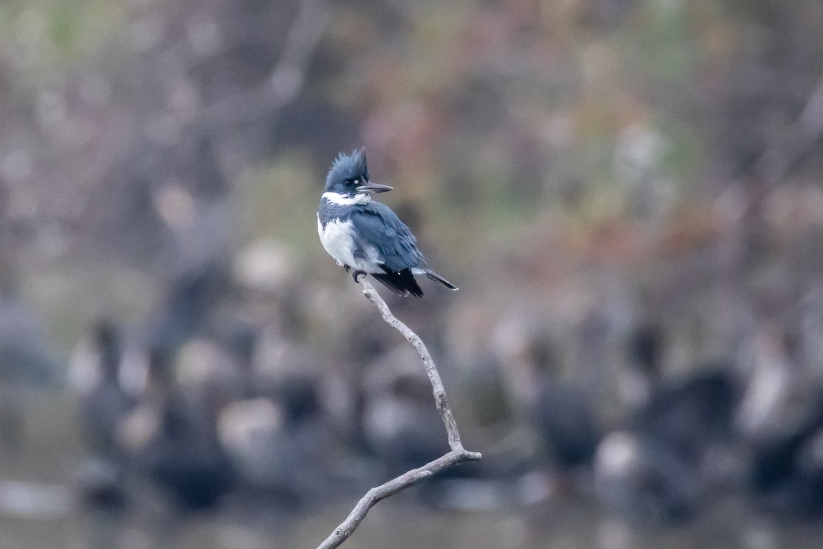 Belted Kingfisher - ML646531098