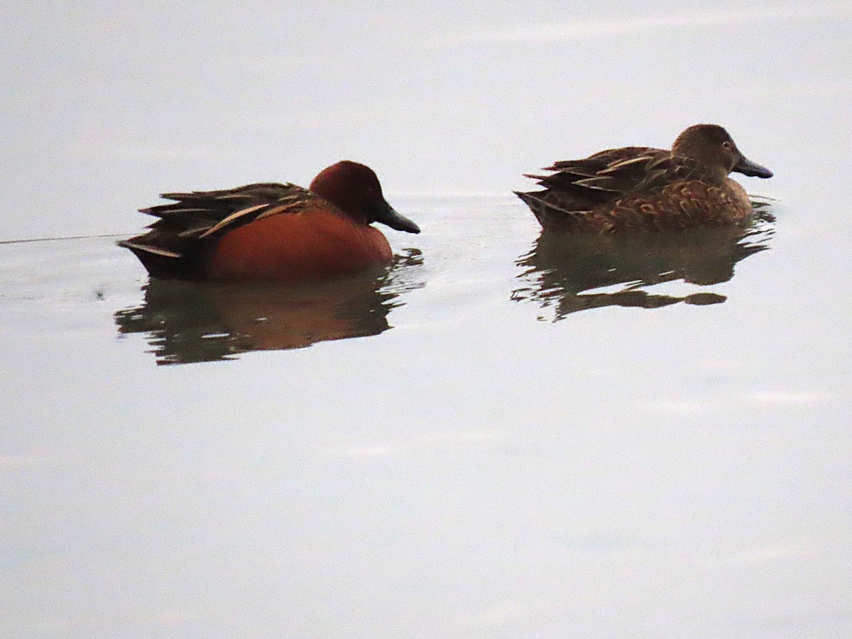 Cinnamon Teal - ML646531099