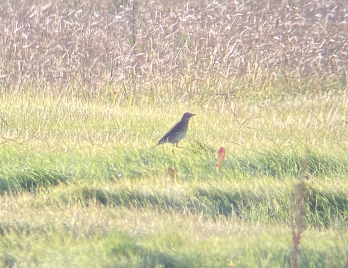 Хээрийн шийхнүүхэй - ML646531100