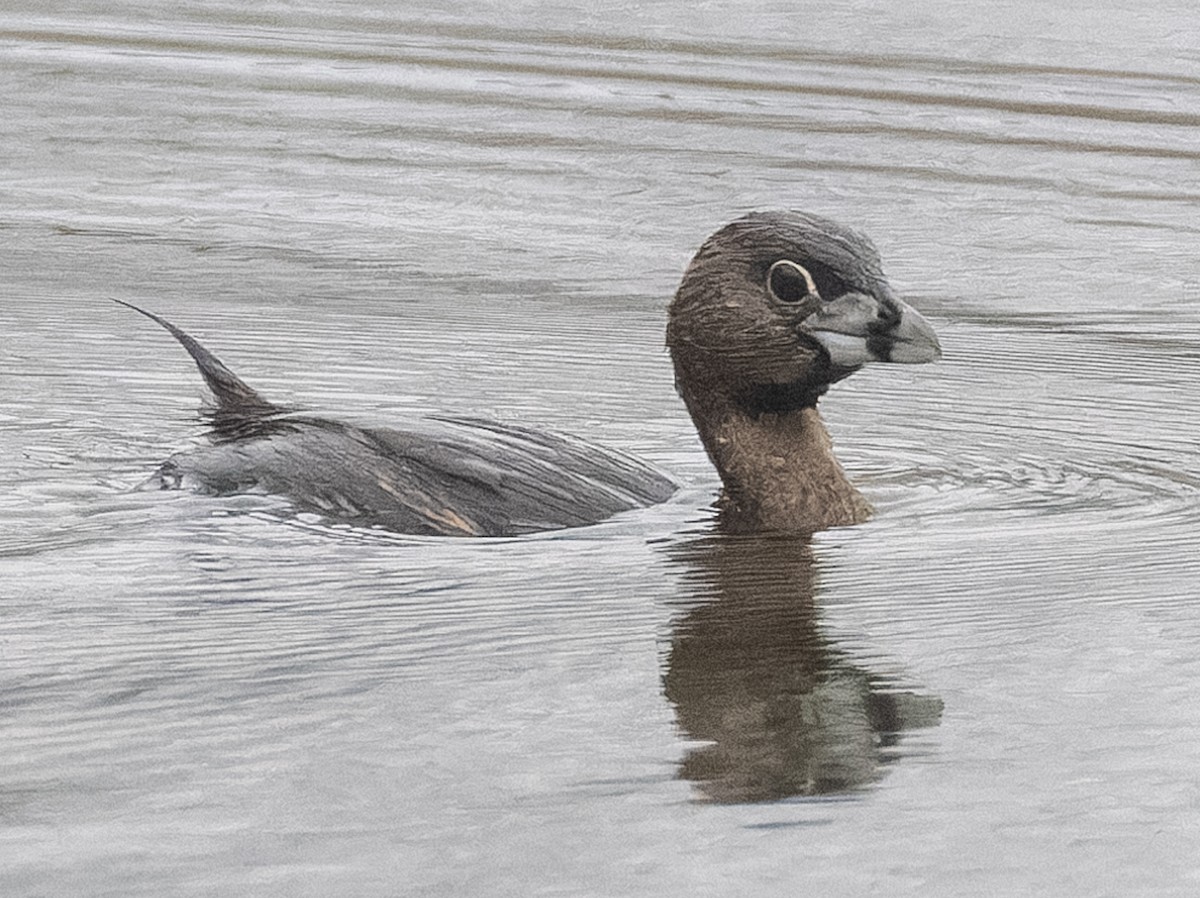 Pied-billed Grebe - ML646531101