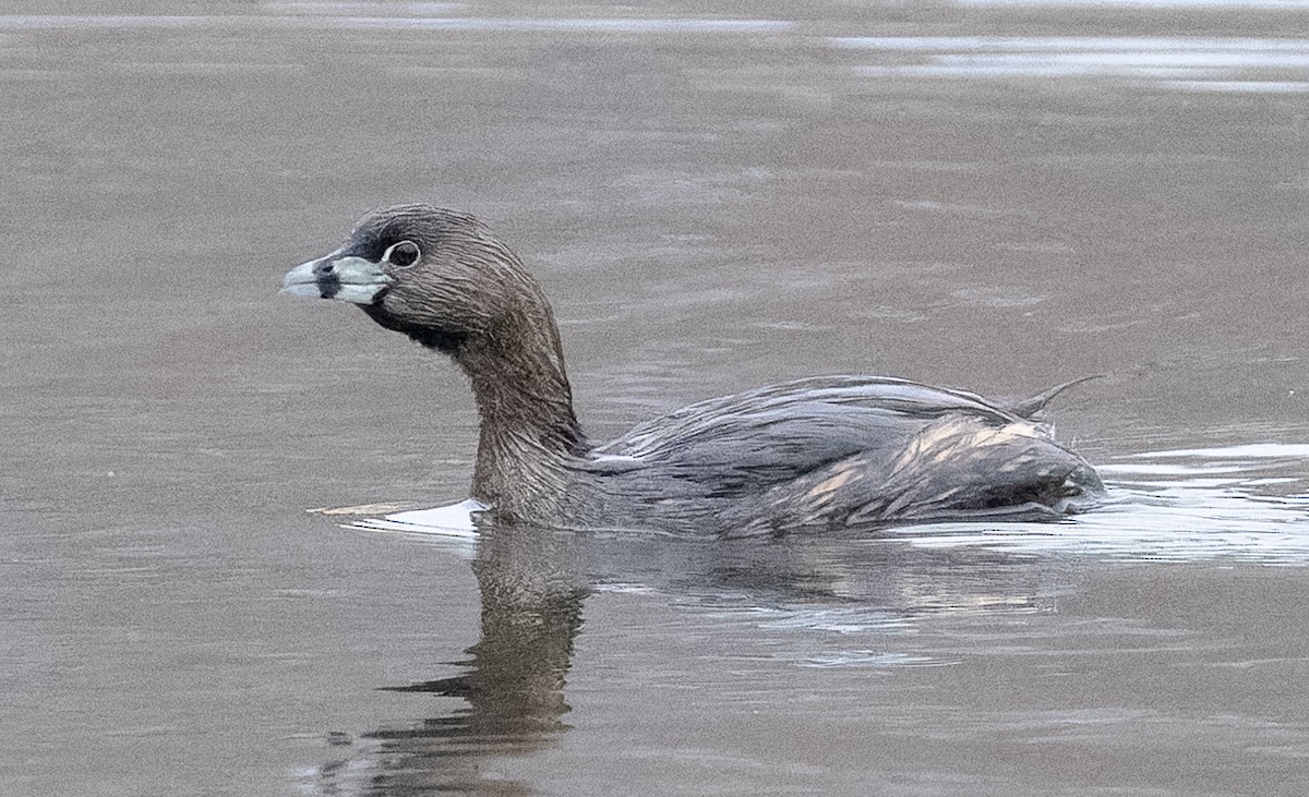 Pied-billed Grebe - ML646531102