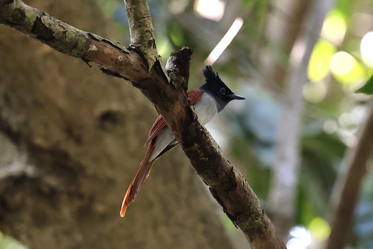 Indian Paradise-Flycatcher - ML646531103