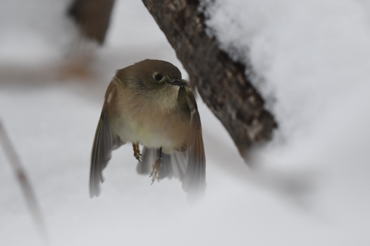 Reyezuelo Rubí - ML646531105