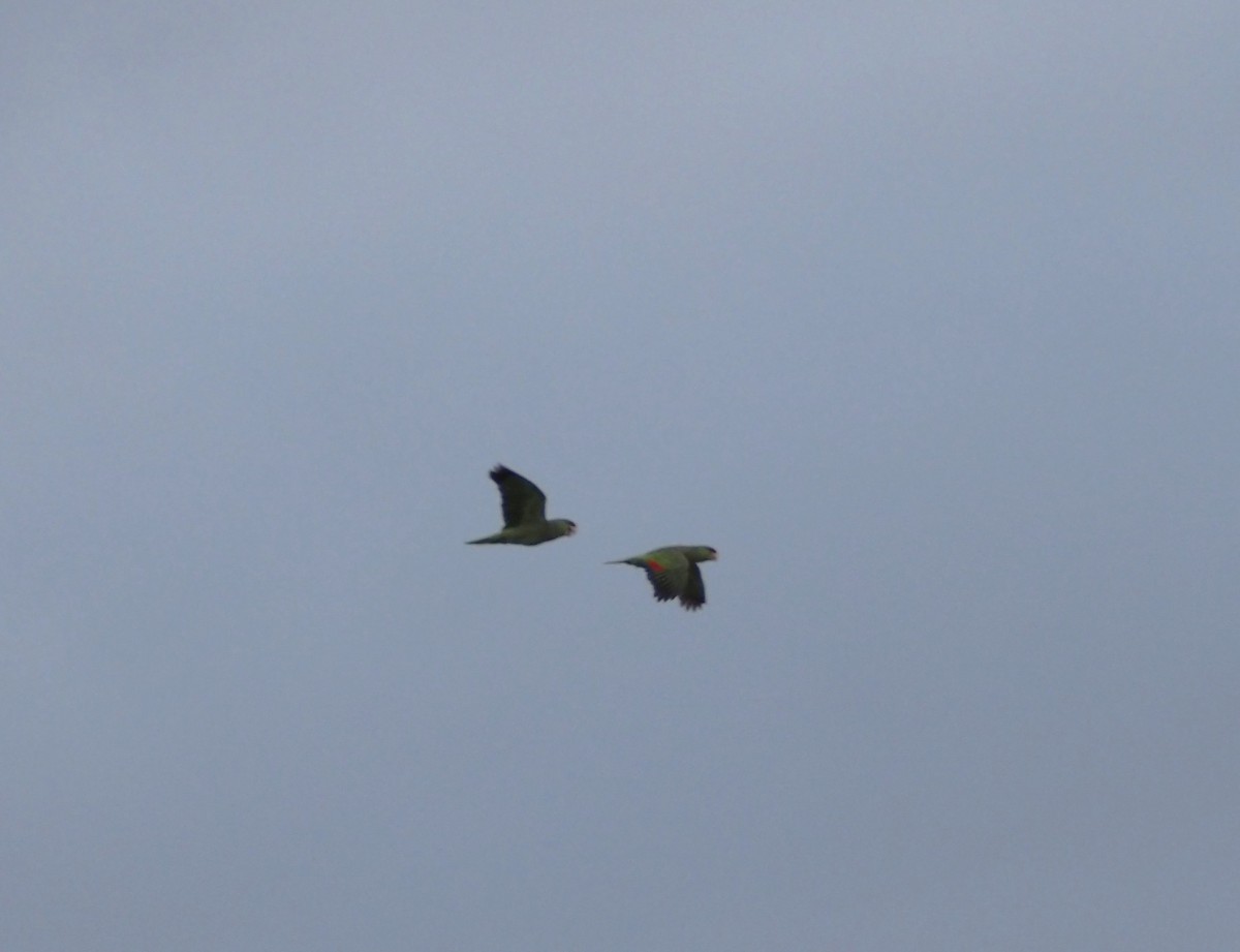 Lilac-crowned Amazon - ML646531106