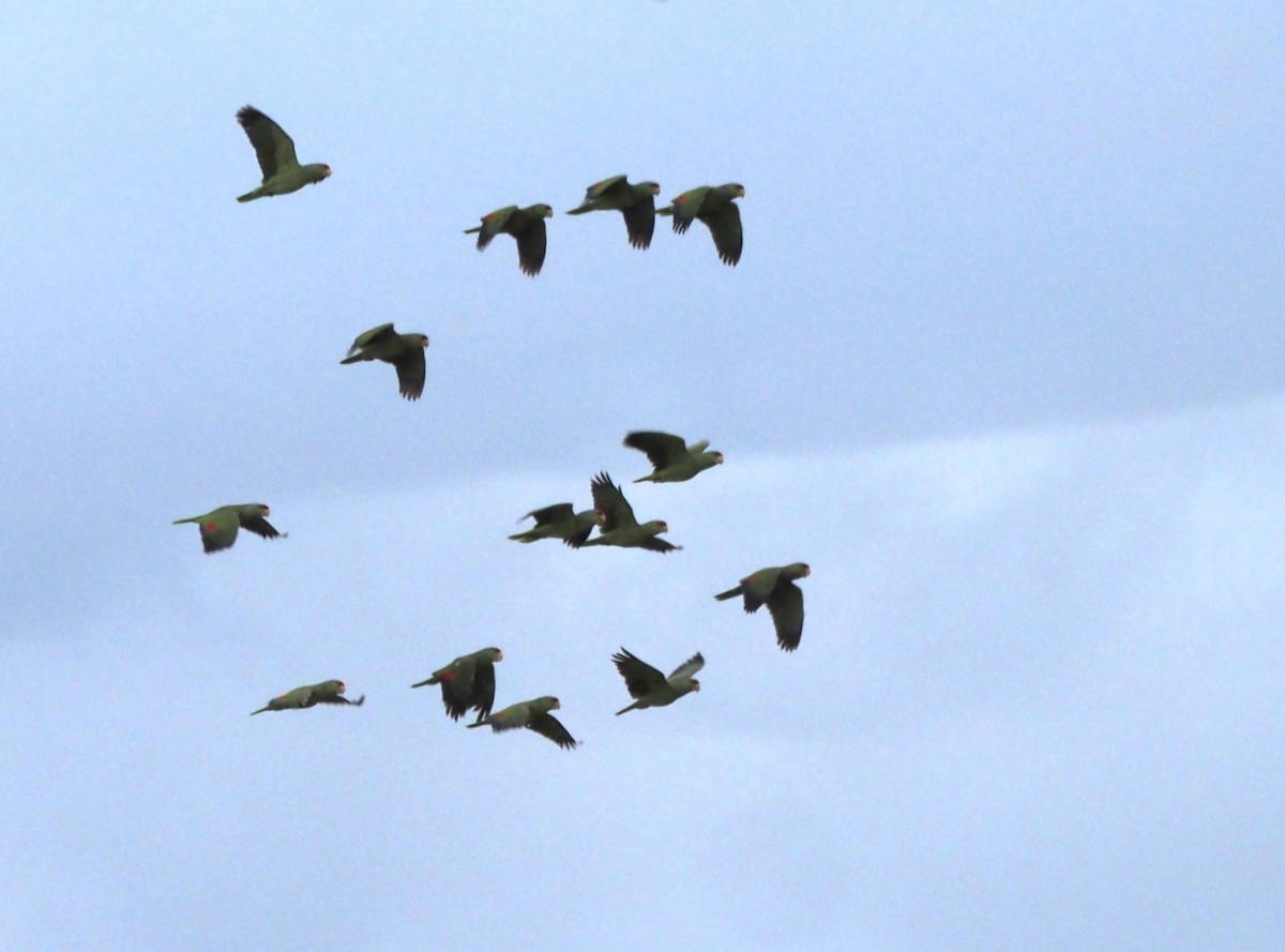 Lilac-crowned Amazon - ML646531107