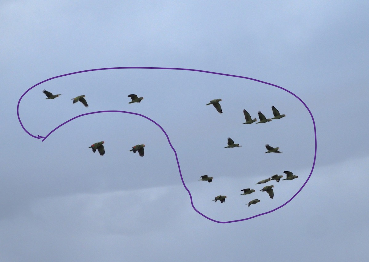 Lilac-crowned Amazon - ML646531108