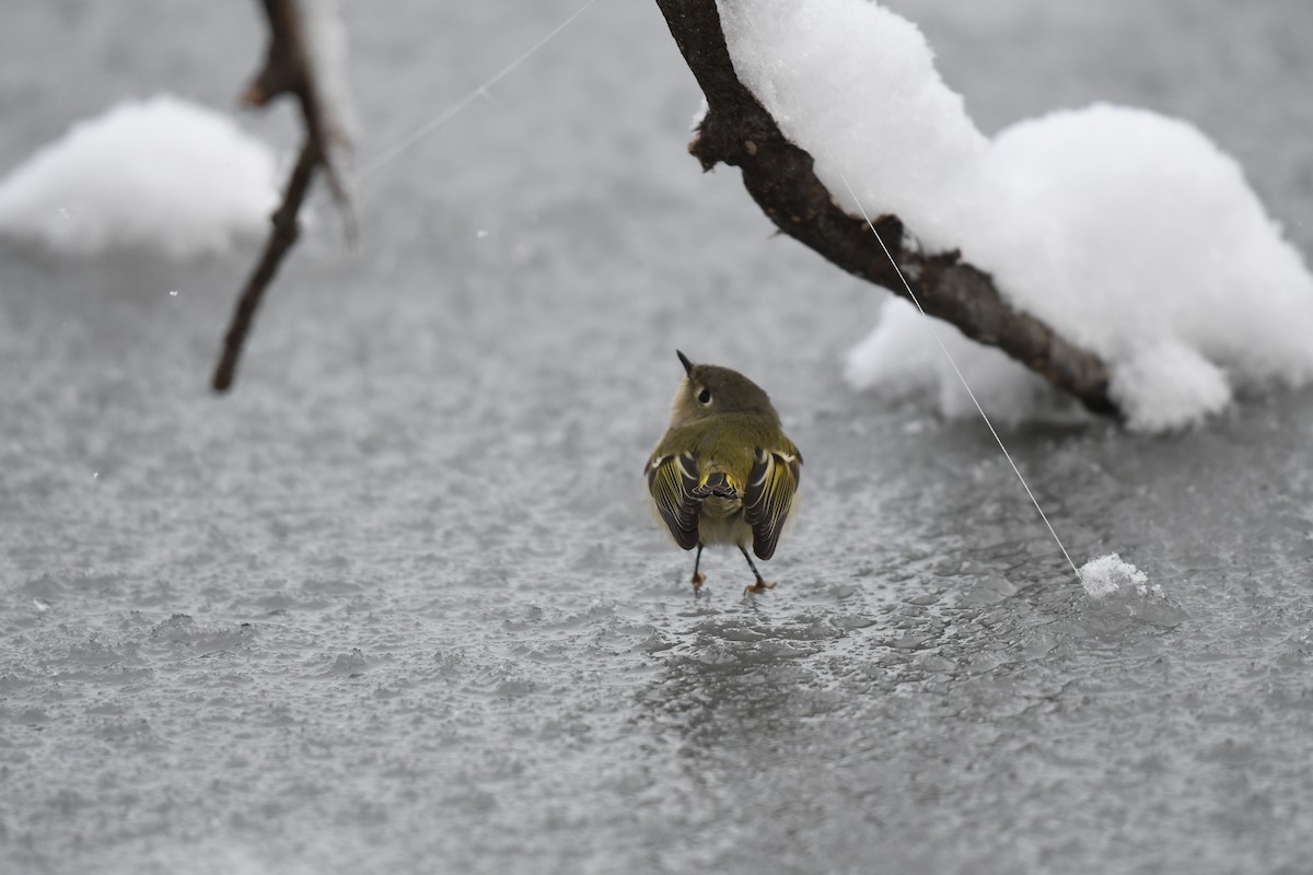 Reyezuelo Rubí - ML646531109