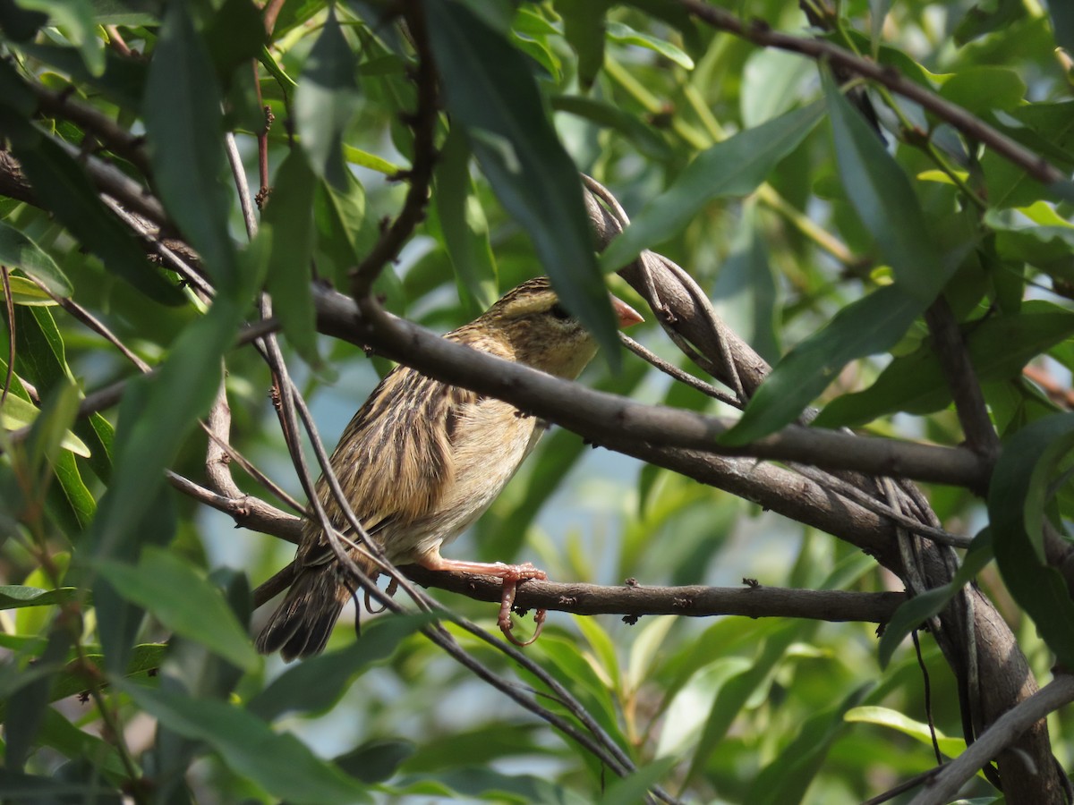 Holub's Golden-Weaver - ML646531110