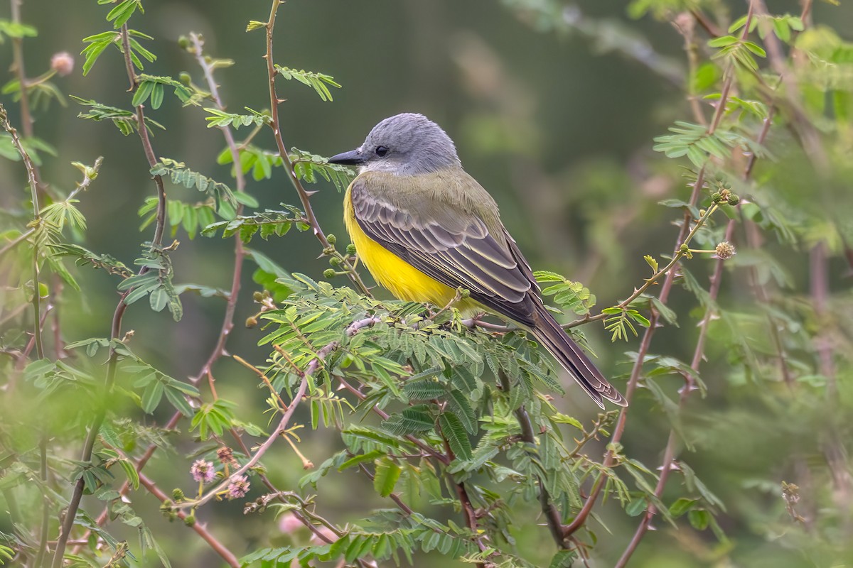 オリーブタイランチョウ - ML646531111