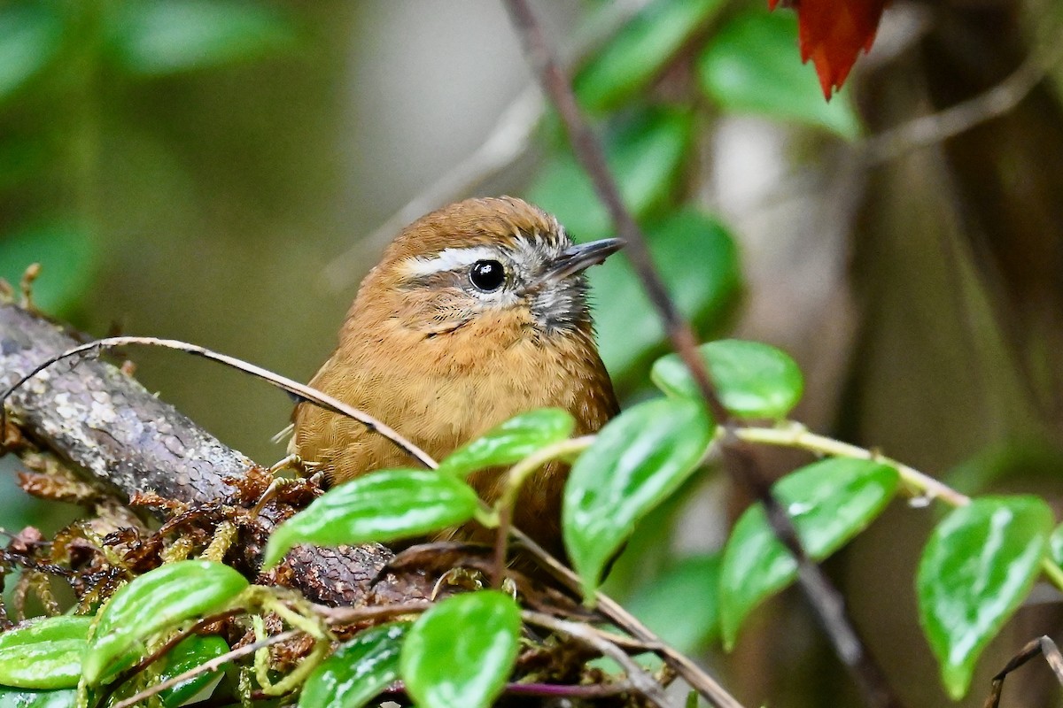 White-browed Spinetail - ML646531113