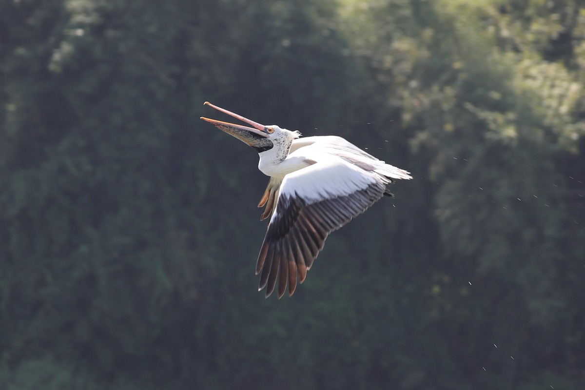 Spot-billed Pelican - ML646531114