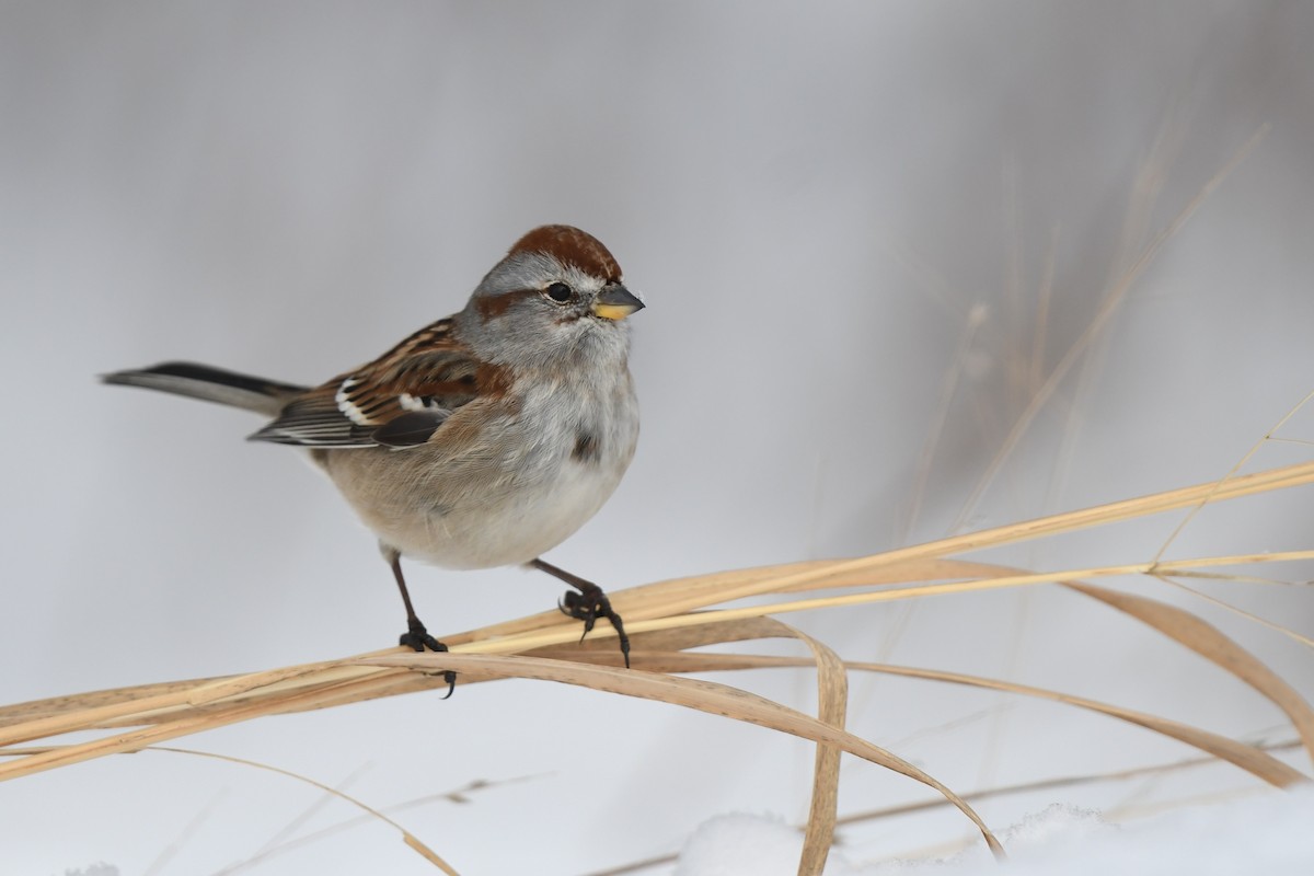 American Tree Sparrow - ML646531115