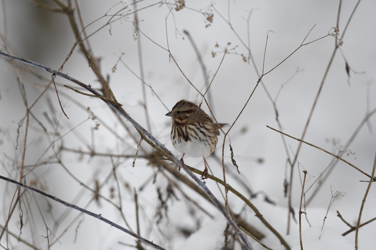 Song Sparrow - ML646531119
