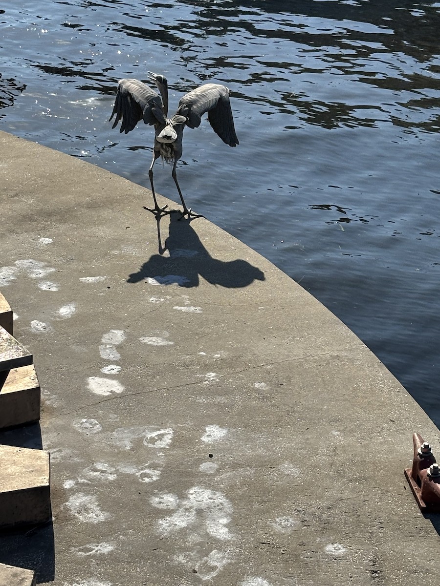 Great Blue Heron - ML646531120