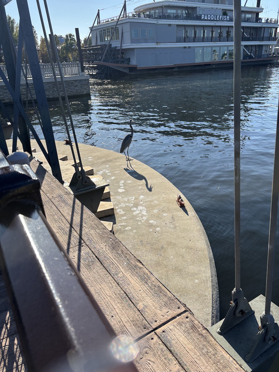 Great Blue Heron - ML646531121