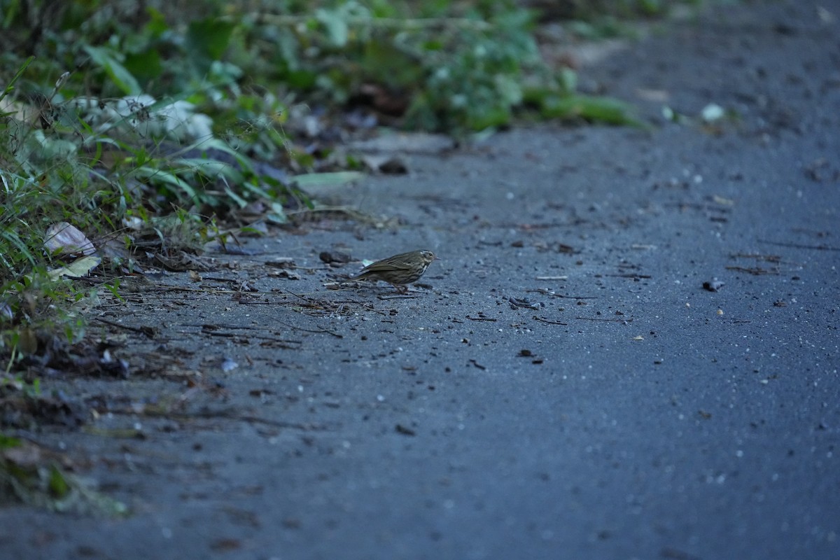 樹鷚 - ML646531123