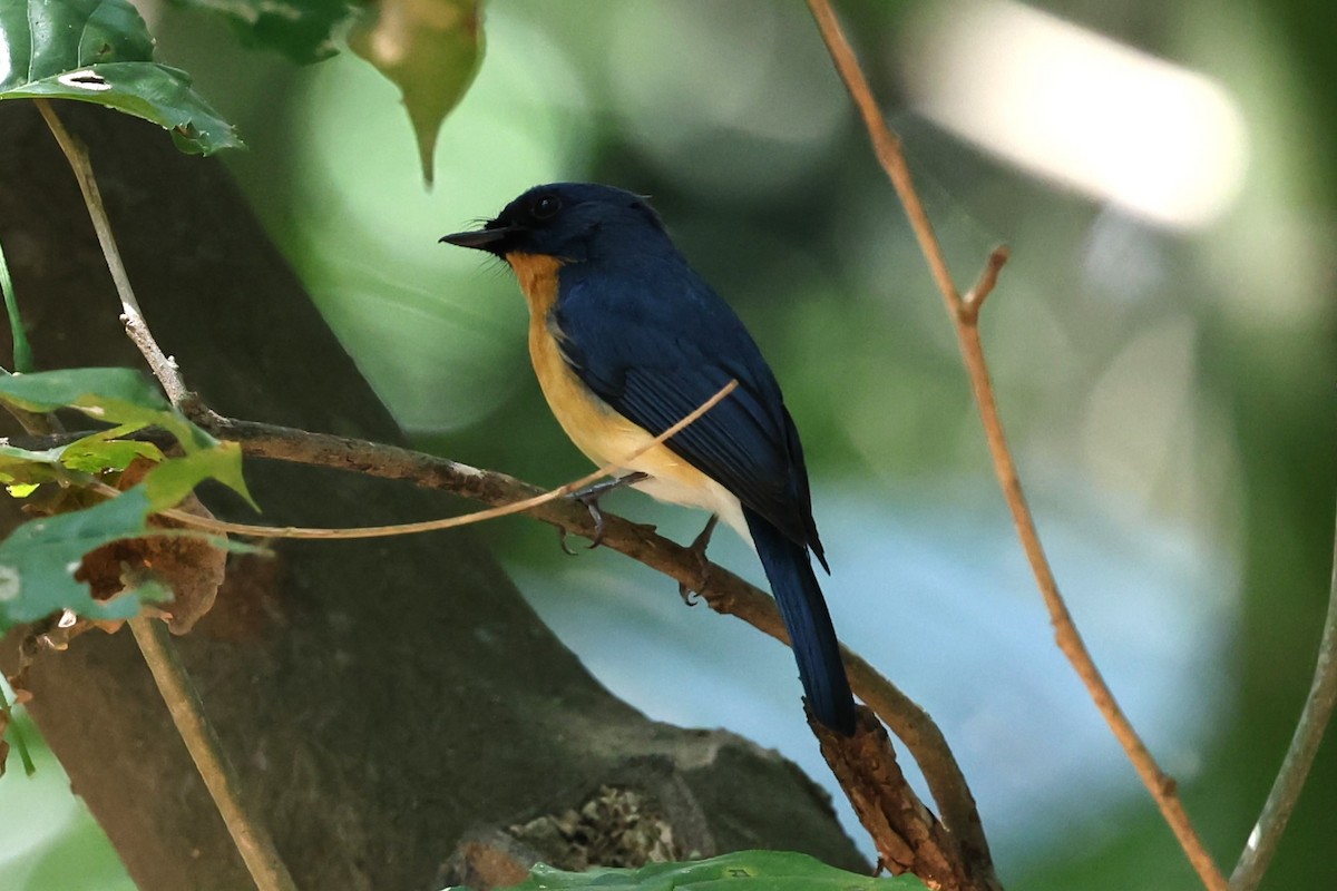 Tickell's Blue Flycatcher - ML646531124