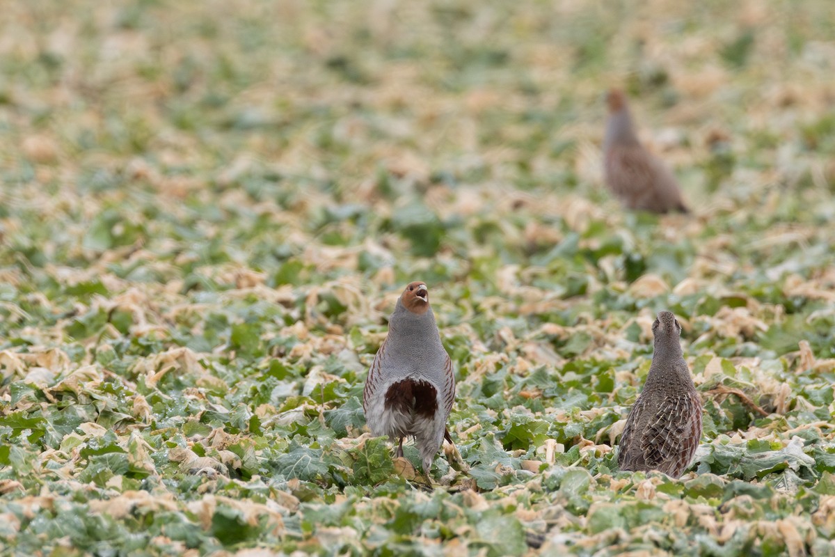 Gray Partridge - ML646531125