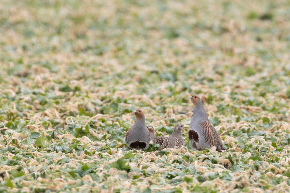 Gray Partridge - ML646531126