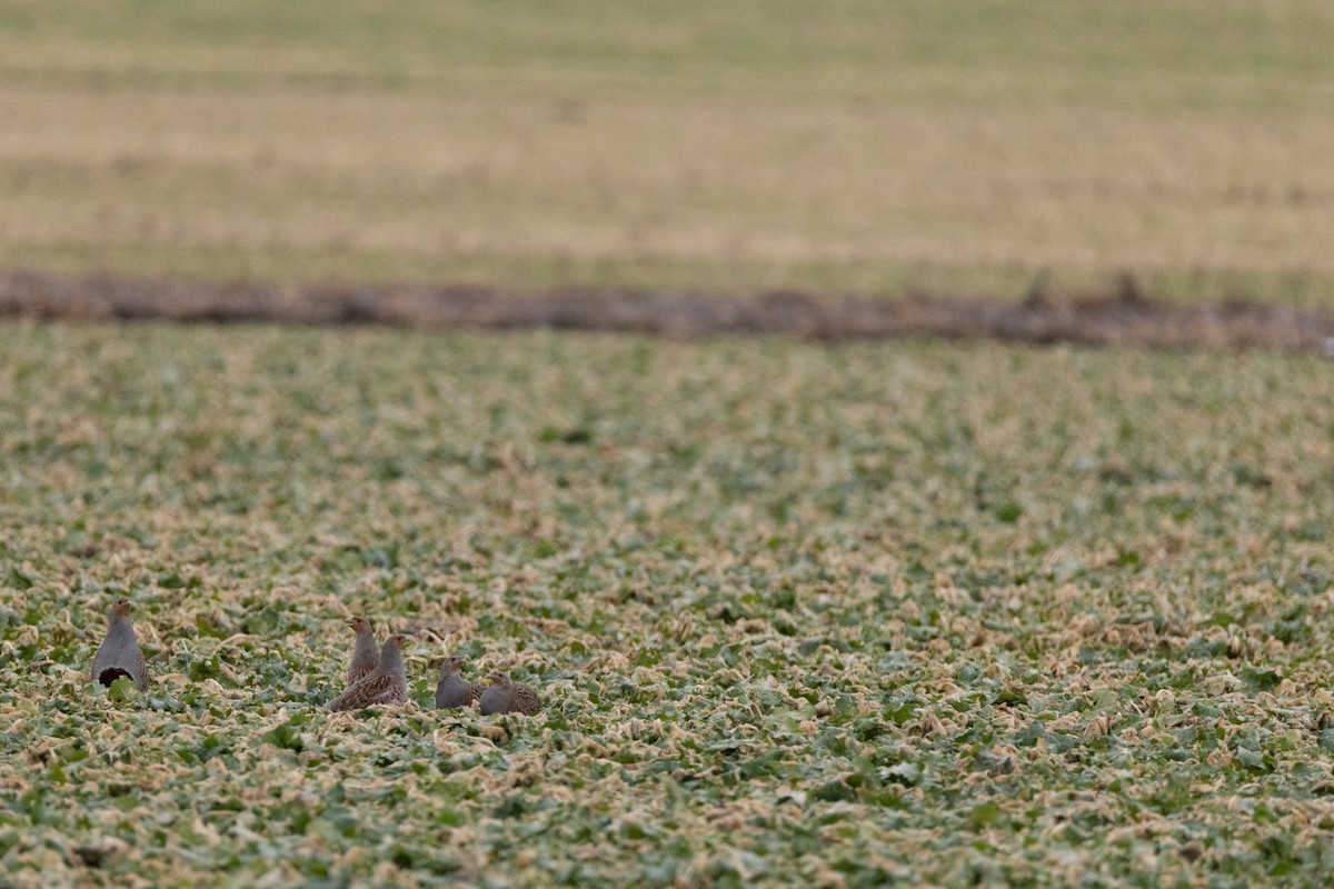 Gray Partridge - ML646531127