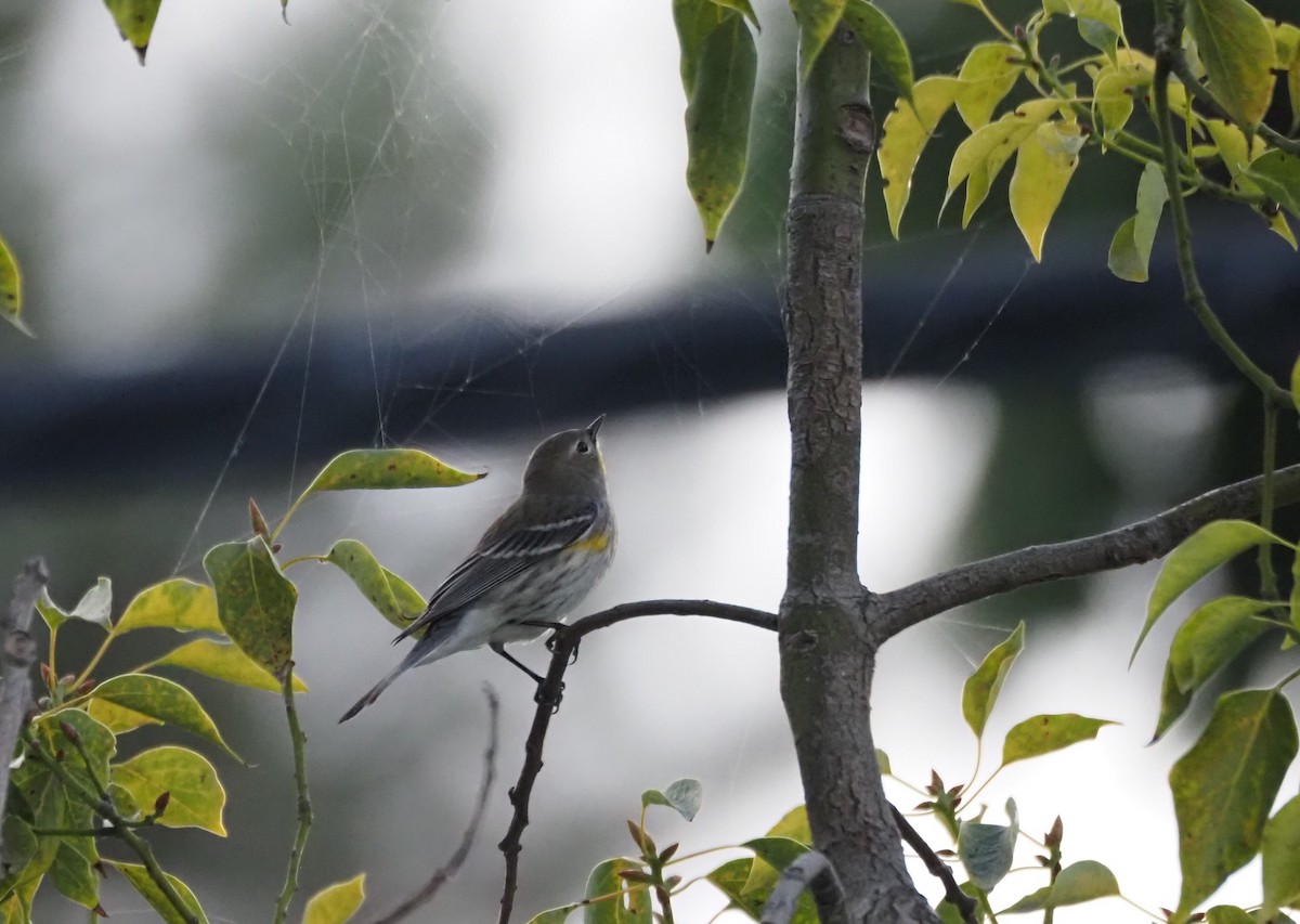 Пісняр-лісовик жовтогузий - ML646531128