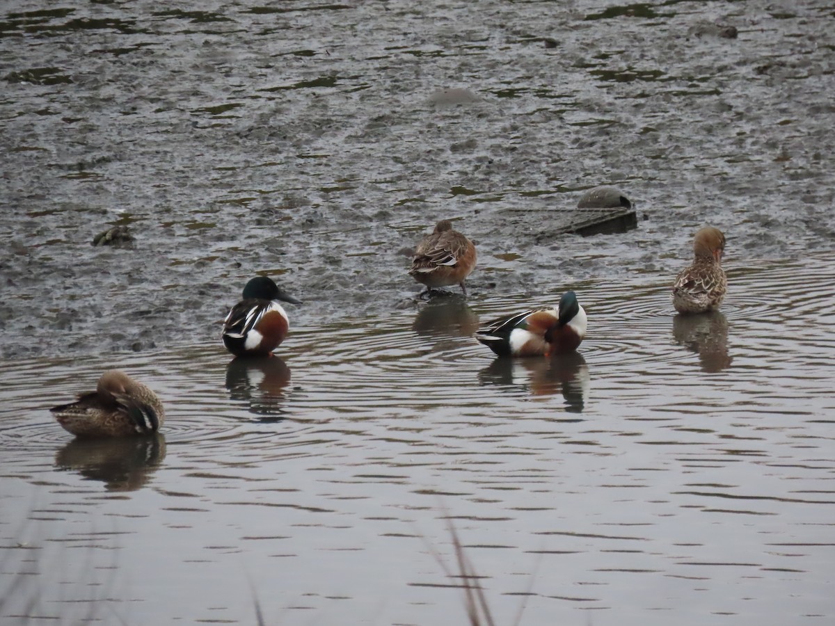 Northern Shoveler - ML646531131