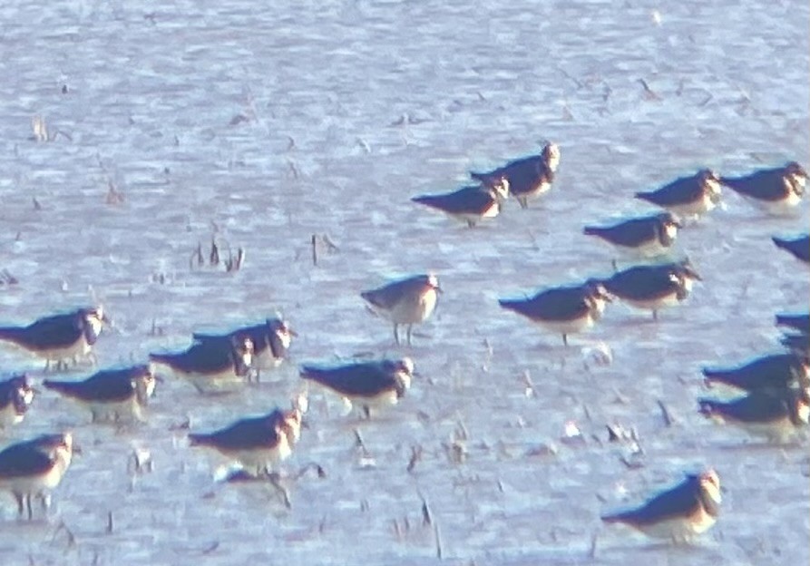 Хээрийн хавтгаалж - ML646531135