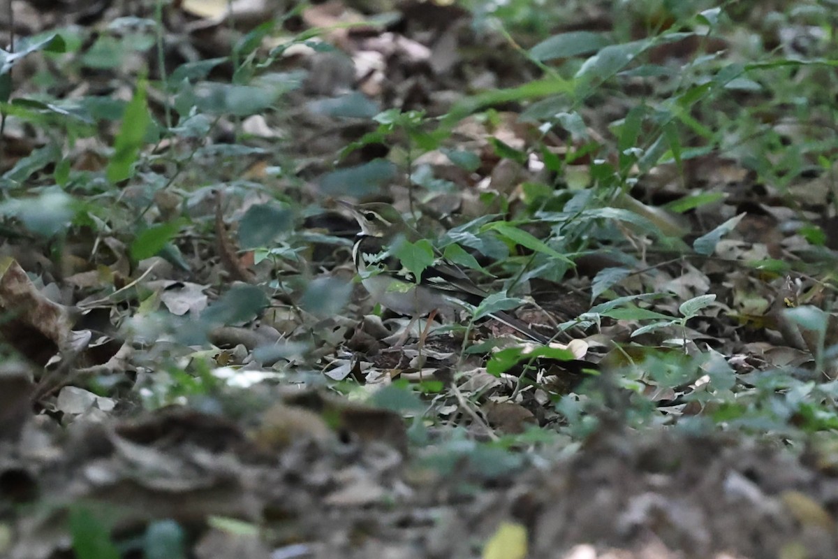 Forest Wagtail - ML646531136