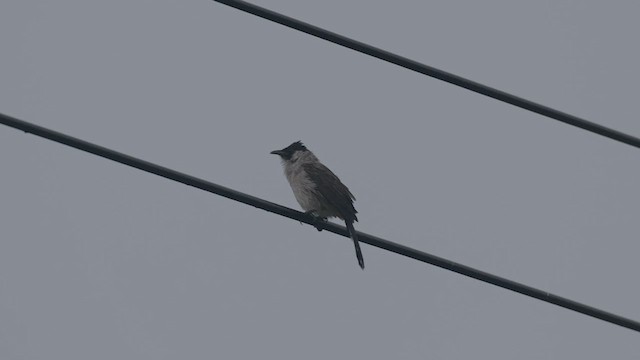 コシジロヒヨドリ - ML646531138