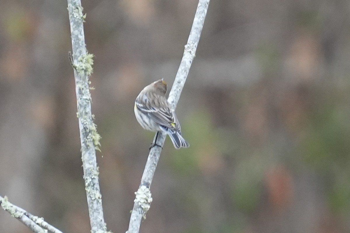 Пісняр-лісовик жовтогузий - ML646531139