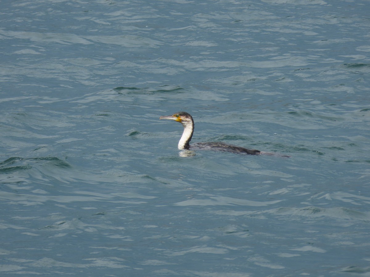 Great Cormorant - ML646531141