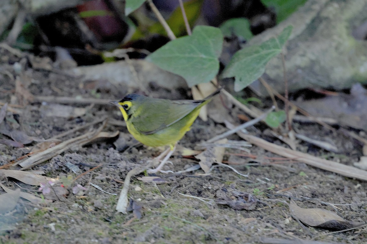 Reinita de Kentucky - ML646531145