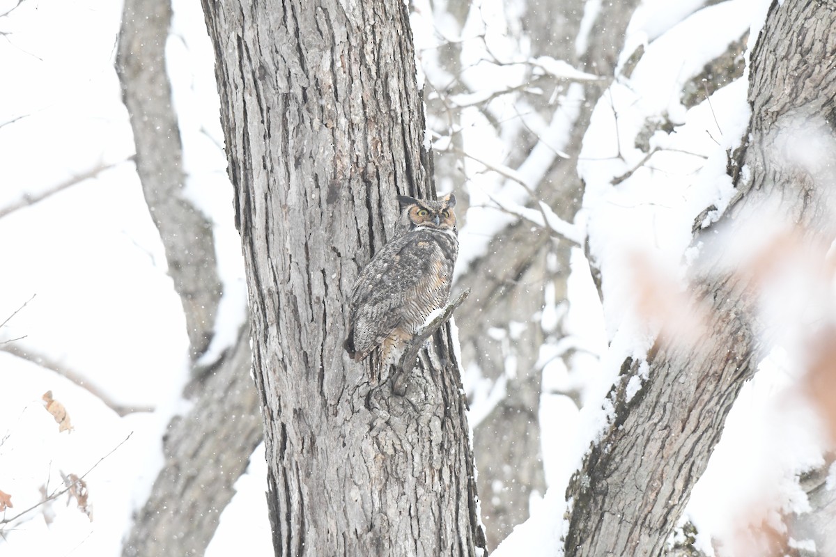 Great Horned Owl - ML646531148