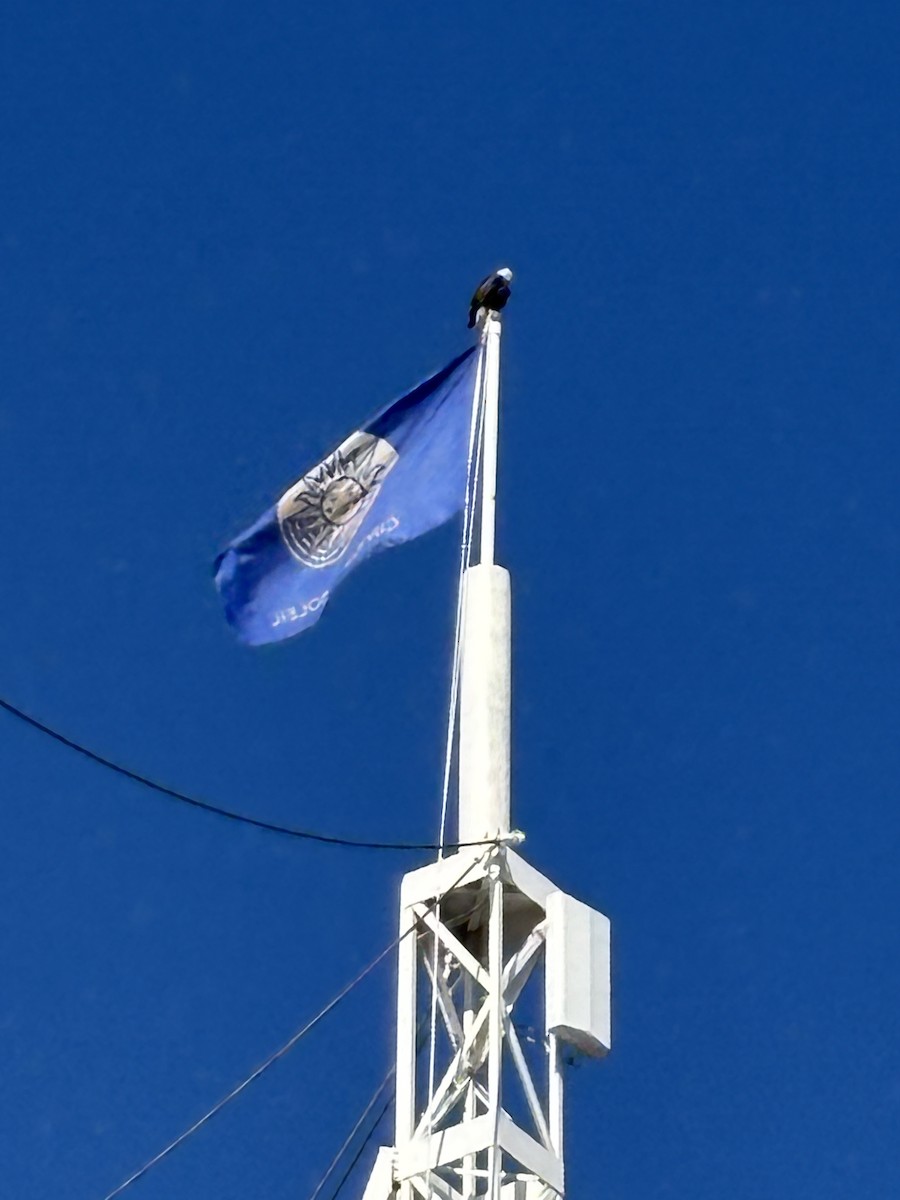 Bald Eagle - ML646531150